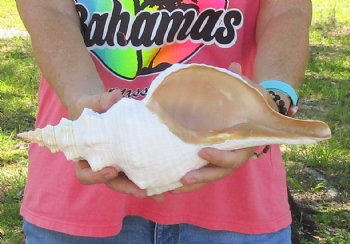 14 inches horse conch, Florida's state seashell, Buy now for $52