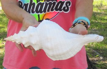 14 inches horse conch, Florida's state seashell, Buy now for $52