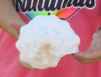 14 inches horse conch, Florida's state seashell, Buy now for $52