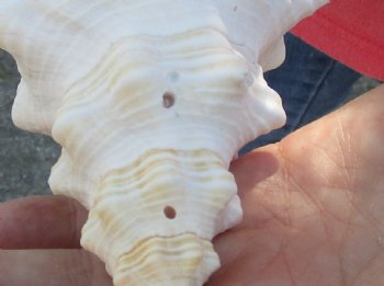 14 inches horse conch, Florida's state seashell, Buy now for $52