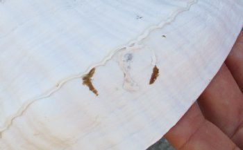 14 inches horse conch, Florida's state seashell, Buy now for $52