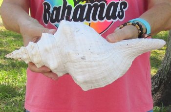 14-1/2 inches horse conch, Florida's state seashell, Buy now for $52