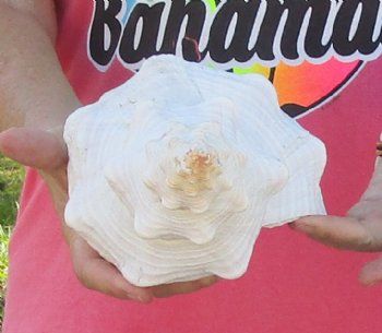 14-1/2 inches horse conch, Florida's state seashell, Buy now for $52