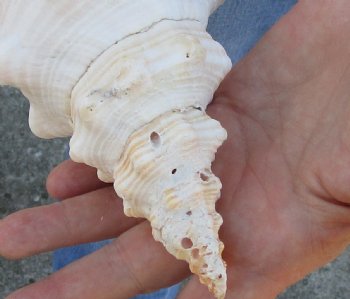 14-1/2 inches horse conch, Florida's state seashell, Buy now for $52