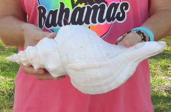 14 inches horse conch, Florida's state seashell, Buy now for $52