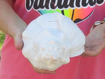 14 inches horse conch, Florida's state seashell, Buy now for $52