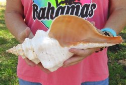 13-1/2 inches horse conch, Florida's state seashell, Buy now for $40