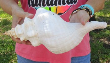 13-1/2 inches horse conch, Florida's state seashell, Buy now for $40