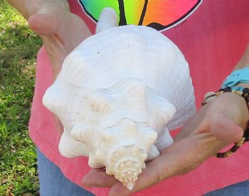 13-1/2 inches horse conch, Florida's state seashell, Buy now for $40