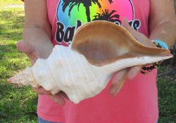 13 inches horse conch, Florida's state seashell, Buy now for $40