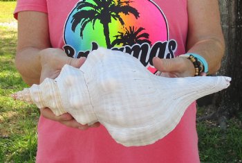 13 inches horse conch, Florida's state seashell, Buy now for $40