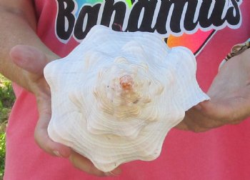 13 inches horse conch, Florida's state seashell, Buy now for $40