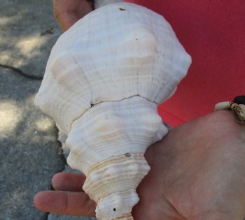 13 inches horse conch, Florida's state seashell, Buy now for $40