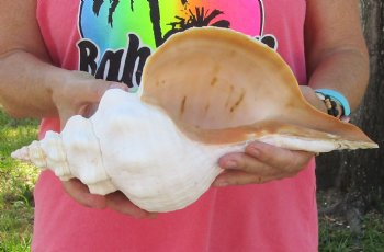 13-1/2 inches horse conch, Florida's state seashell, Buy now for $40