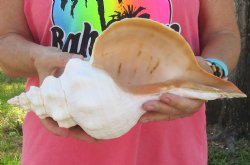 13-1/2 inches horse conch, Florida's state seashell, Buy now for $40