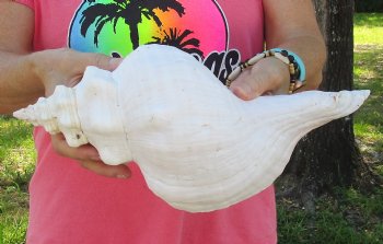 13-1/2 inches horse conch, Florida's state seashell, Buy now for $40