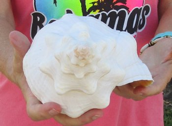 13-1/2 inches horse conch, Florida's state seashell, Buy now for $40