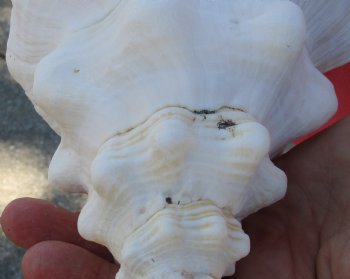 13-1/2 inches horse conch, Florida's state seashell, Buy now for $40