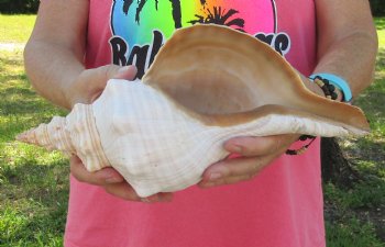 For Sale 12 inches horse conch, Florida's state seashell for $33