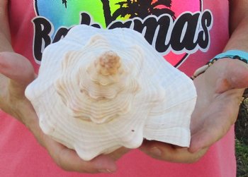 For Sale 12 inches horse conch, Florida's state seashell for $33