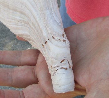 For Sale 12 inches horse conch, Florida's state seashell for $33