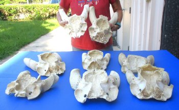 8 piece lot of Craft-Grade Male Eland skull plates only from 8 to 13 inches for $30/lot