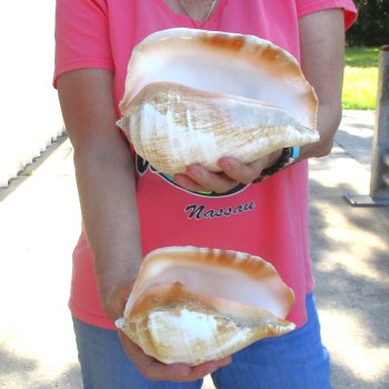 2 piece lot of Eastern Pacific Giant Conch shells for sale, 7-1/2 & 8-1/4  inch  - $35/lot