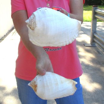 2 piece lot of Eastern Pacific Giant Conch shells for sale, 7-1/2 & 8-1/4  inch  - $35/lot