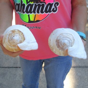 2 piece lot of Eastern Pacific Giant Conch shells for sale, 7-1/2 & 8-1/4  inch  - $35/lot
