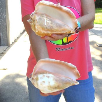 2 piece lot of Eastern Pacific Giant Conch shells for sale, 7-1/4 and 7-3/4 inch  - $35/lot