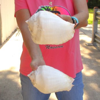2 piece lot of Eastern Pacific Giant Conch shells for sale, 7-1/4 and 7-3/4 inch  - $35/lot