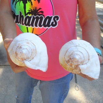2 piece lot of Eastern Pacific Giant Conch shells for sale, 7-1/4 and 7-3/4 inch  - $35/lot