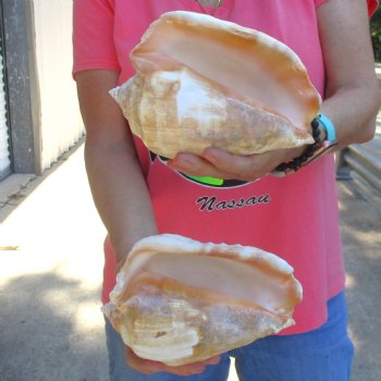 2 piece lot of Eastern Pacific Giant Conch shells for sale, 7-1/2 & 7-3/4  inch  - $35/lot