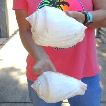 2 piece lot of Eastern Pacific Giant Conch shells for sale, 7-1/2 & 7-3/4  inch  - $35/lot