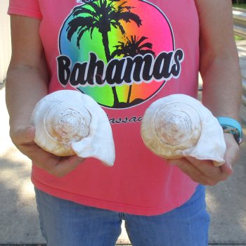 2 piece lot of Eastern Pacific Giant Conch shells for sale, 7-1/2 & 7-3/4  inch  - $35/lot