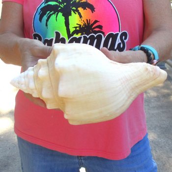 West Indian polished Chank Shell, 10 inches for $30
