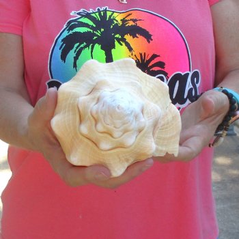 West Indian polished Chank Shell, 10 inches for $30