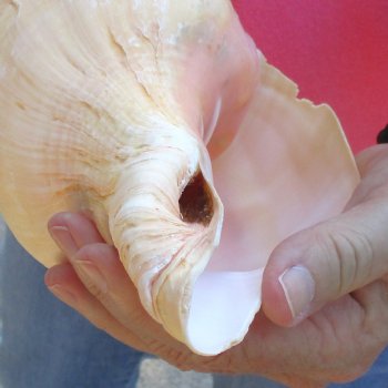 West Indian polished Chank Shell, 10 inches for $30