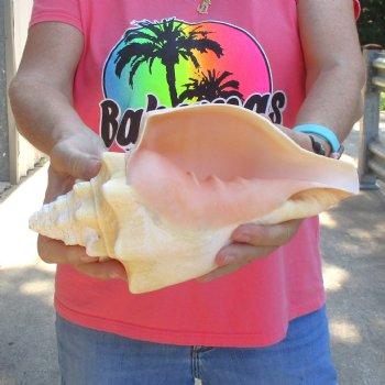 West Indian polished Chank Shell, 10-3/4 inches for $30