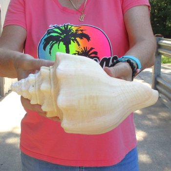 West Indian polished Chank Shell, 10-3/4 inches for $30