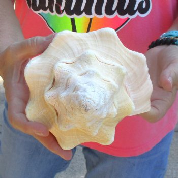 West Indian polished Chank Shell, 10-3/4 inches for $30