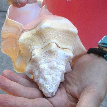 West Indian polished Chank Shell, 10-3/4 inches for $30