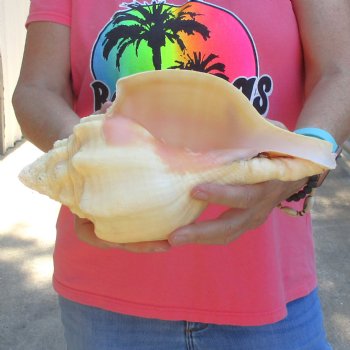 West Indian polished Chank Shell, 11-1/4 inches for $39