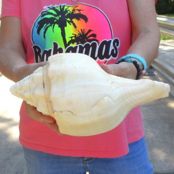 West Indian polished Chank Shell, 11-1/4 inches for $39