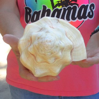 West Indian polished Chank Shell, 11-1/4 inches for $39