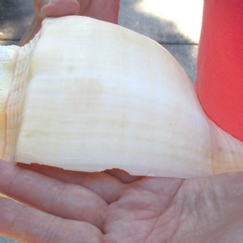 West Indian polished Chank Shell, 11-1/4 inches for $39