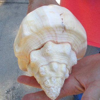 West Indian polished Chank Shell, 11-1/4 inches for $39