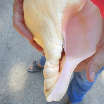 West Indian polished Chank Shell, 11-1/4 inches for $39