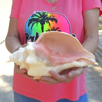 West Indian polished Chank Shell, 11-1/2 inches for $39