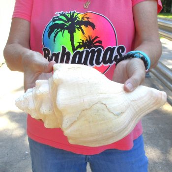 West Indian polished Chank Shell, 11-1/2 inches for $39